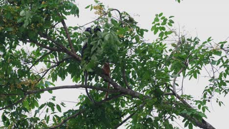 Ziehen-Sie-Einen-Ast-Herunter,-Um-Nach-Blumen-Zu-Greifen,-Dusky-Leaf-Monkey-Trachypithecus-Obscurus,-Thailand