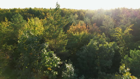 Drohnenflug-Direkt-über-Den-Herbstfarbenen-Baumwipfeln-Mit-Hintergrundbeleuchtung