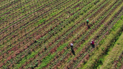 Luftdrohnenansicht-Von-Landwirten,-Die-In-Weinfeldern-In-Der-Toskana,-Italien,-Arbeiten