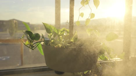 Hanging-plants-in-the-light-of-the-sunset-being-sprayed-with-water-in-slow-motion