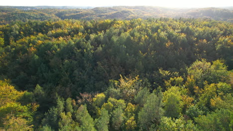 Altos-árboles-Verdes-En-El-Paisaje-Montañoso-De-Gdynia-En-Polonia-En-Un-Día-Soleado