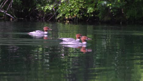 Common-Merganser-in-the-Rogue-River,-Southern-Oregon