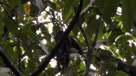 A-panamanian-white-faced-capuchin,-climbing-on-a-tree