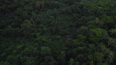 Flight-Over-Dense-Rainforest-At-Daintree-National-Park-In-Far-North-Queensland,-Australia---drone-shot