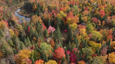 Fly-up-aerial-view-of-isolated-house-by-water-in-the-middle-of-pine-forest,-beautiful-autumn-forest-landscape