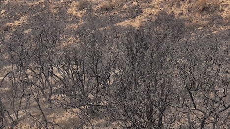 Burnt-and-dry-landscape-full-of-bushes-and-bare-trees