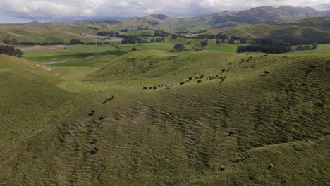 A-group-of-Black-Angus-cows-grazing-on-a-sprawling,-sun-drenched-field-nestled-in-the-picturesque-hills-of-Marlborough,-New-Zealand