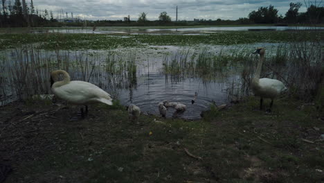 Exterior-shot-of-a-family-of-white-swans-and-ducklings-arriving-at-the-pond-shoreline