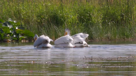 Amerikanischer-Weißer-Pelikan-In-Der-Upper-Klamath-Canoe-Trail-Von-Einem-Kajak-Aus-Gesehen