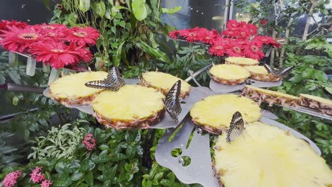 Close-up-shot-of-group-of-butterflies-sitting-on-freshly-sliced-pineapple-pieces-at-daytime