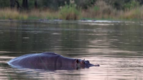 A-large-hippo-soaks-in-a-South-African-river-at-dusk