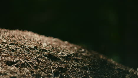 Ameisenarmee-Tobt-Durch-Den-Boden,-Großaufnahme