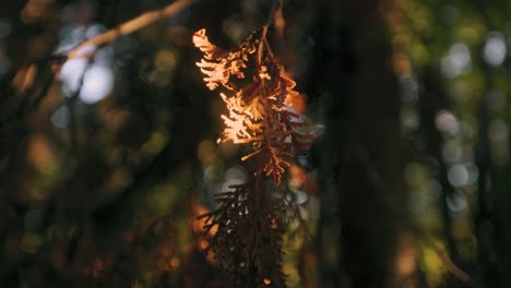 Immergrüne-Nadelpflanze-Orange-Zedernzweig-Blätter-Nahaufnahme-Detail-Flache-Tiefe-Fokussierung