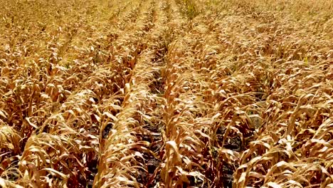 A-slow-smooth-pan-across-a-field-of-seed-or-feed-corn-dehydrating-in-the-hot-summer-sun,-the-beauty-of-harvesting-nature