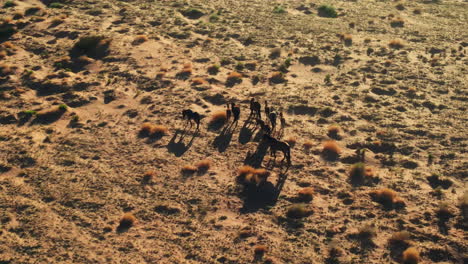 Drohnenansicht-Von-Wildpferden-In-Arizonas-Wildlands