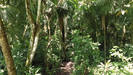 Forward-shot-entering-a-lush-tropical-forest,-following-a-path,-on-a-sunny-day