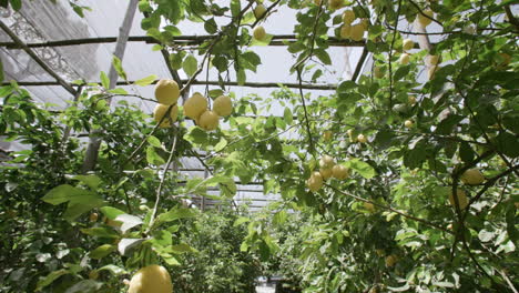 Zitronen-Auf-Bäumen-In-Einem-Wäldchen-Unter-Netzen-An-Der-Küste-In-Italien