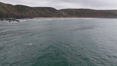 Delfinbeobachtung-Aus-Der-Luft-An-Der-Portugiesischen-Küste