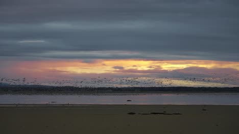 Spectacular-sight-of-many-Geese-migrating-at-Scottish-beach-Moray-Findhorn-at-sunset