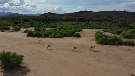 Camellos-Formando-Kenia,-Desierto-De-áfrica-En-Una-Línea