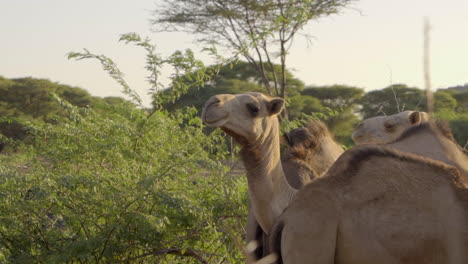 Camels-in-the-desert-in-Kenya,-Africa
