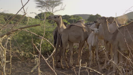 Wild-camels-in-the-desert-in-Kenya,-Africa