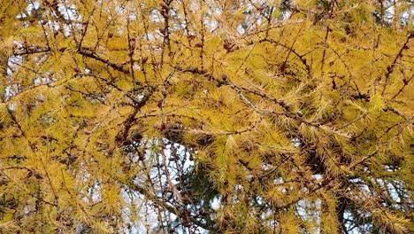 Low-angle-shot-of-yellow-tree