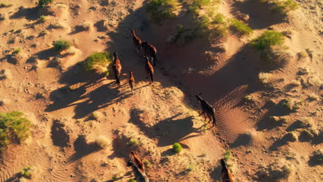 Wild-horses-in-Arizona:-An-aerial-perspective