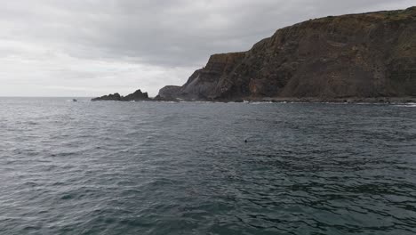 Delfines-Mulares-Atlánticos-En-La-Costa-Del-Algarve-En-Portugal