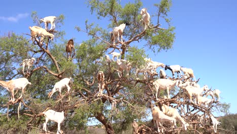 Einzigartige-Art-Von-Schafen,-Die-Auf-Den-Bäumen-In-Marokko-Leben