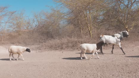Traurige-Szene-Der-Dürre,-Die-Das-Kenianische-Vieh-Betrifft,-Ziegen,-Die-Einen-Platz-Zum-Weiden-Suchen