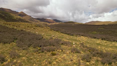 Schafwanderung-Luftaufnahme:-Bergauf-Reisende-Tiere-In-Richtung-Der-Abgelegenen-Berge-Im-Süden-Neuseelands