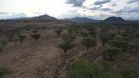 Desert-kenya,-africa-landscape-of-a-trees-from-the-air-during-dusk-on-a-hot-day