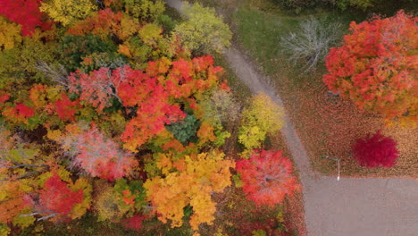 Bunter-Herbstwald-Mit-Blaugrünen,-Orangefarbenen-Und-Roten-Bäumen,-Langsam-Von-Oben-Nach-Unten,-Vogelperspektive