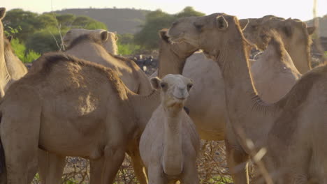 Kamele-In-Der-Wüste-In-Kenia,-Afrika