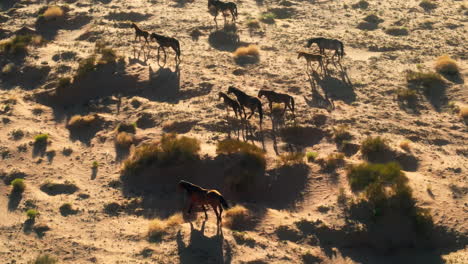 Drone-aerial-footage-of-wild-horses-in-Arizona's-wildlands