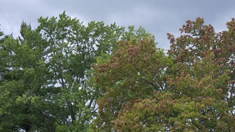 Aufnahme-Eines-Baumes,-Der-Bei-Bewölktem-Wetter-Vom-Wind-Weht