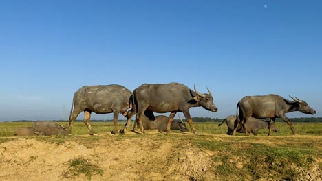 Buffalo-herd-moving-through-fields-in-rural-Bangladesh