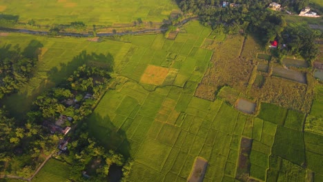 Tierras-Agrícolas-En-El-Campo-Rural-De-Bangladesh
