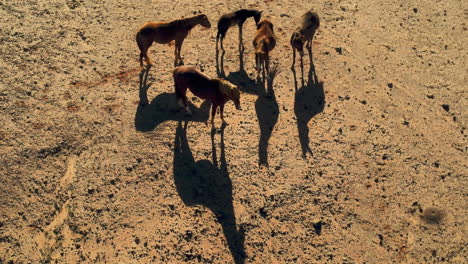 Drone's-Perspective:-Wild-Horses-in-Arizona