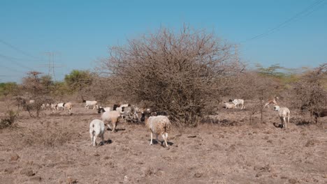 Rural-Scene-Of-White-Goats-Struggling-For-Grazing-In-Drought-Season,-Kenya