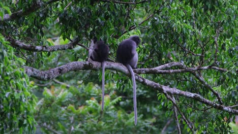 One-on-the-right-faces-to-the-right-while-scratching-then-the-one-on-the-left-turns-around-to-look,-Dusky-Leaf-Monkey-Trachypithecus-obscurus,-Thailand