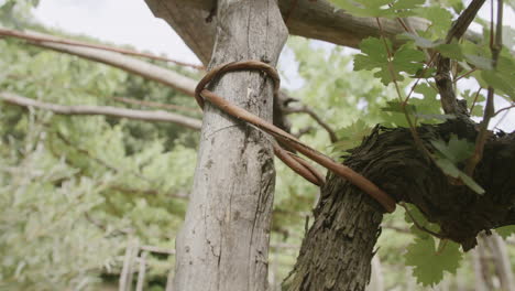 Close-up-footage-of-a-vine-that-is-used-to-tie-trees-to-a-trellis-for-wine-making