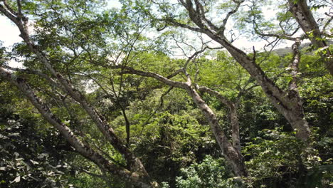 Filmische-Vogelperspektive,-Während-Es-Durch-Die-Hohen-Äste-Eines-Riesigen-Baums-In-Das-Oberste-Stockwerk-Des-Regenwaldes-In-Panama-Gleitet