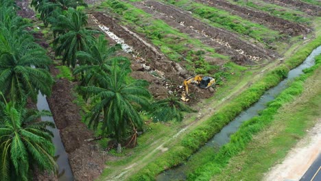 Digger-excavator-removing-the-palm-trees-with-birds-foraging-on-the-side,-deforestation-for-palm-oil,-environmental-concerns-and-habitat-loss,-aerial-above-view