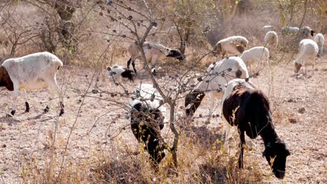 Rural-Scene-Of-Goats-Grazing-In-Dry-Land,-Drought-Season,-Kenya