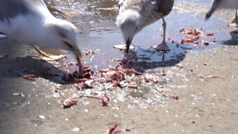 Aves-Comiendo-Las-Sobras-En-El-Mercado-De-Pescado-En-Essaouira