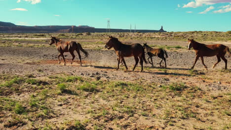 Arizonas-Wilde-Pferde-Aus-Der-Luft:-Eine-Pause-Nach-Dem-Lauf