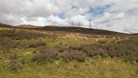 Luftschieberansicht-Von-Erschrockenen-Schaffamilien-In-Den-Bergen-Von-Süd-Neuseeland