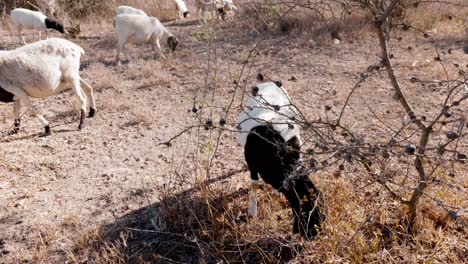 Ländliche-Szene-Von-Ziegen,-Die-Auf-Trockenem-Land-Weiden,-Dürrezeit,-Kenia